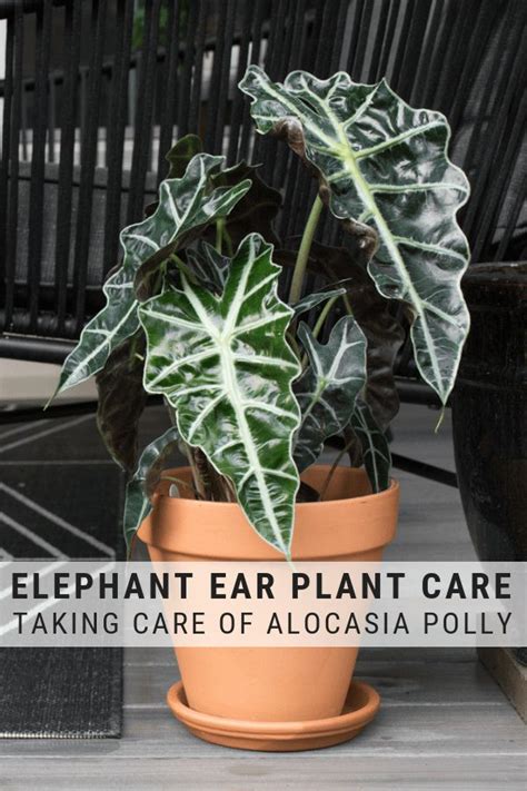 custom elephant ear moisture meter|elephant ear care indoors.